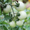 15 Snow White Cherry Tomato Seeds