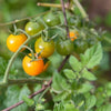 25 Honeybee Cherry Tomato Seeds