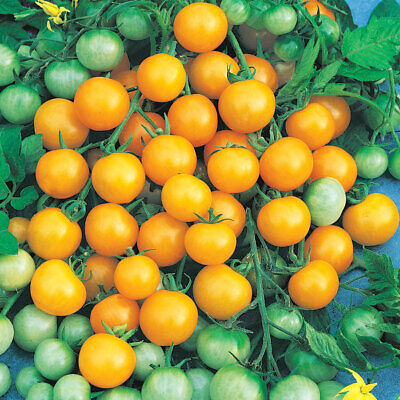 25 Honeybee Cherry Tomato Seeds