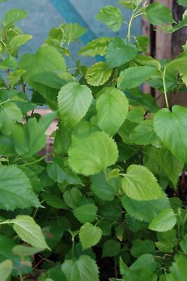 Morus nigra Black Mulberry Tree Young Plant/Sapling in 9cm Pot