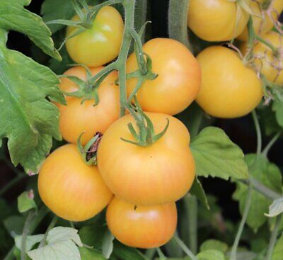 25 peach tomatoes seeds