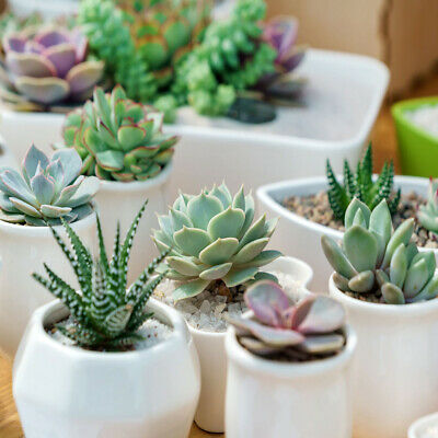 Indoor Houseplant Mix, 6 Succulents&nbsp;& 6 Cacti in&nbsp;5.5cm pots