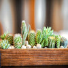 Indoor Houseplant Mix, 6 Succulents&nbsp;& 6 Cacti in&nbsp;5.5cm pots