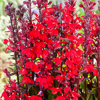 Lobelia Queen Victoria LIVE Water Plants Pond