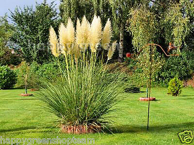 PAMPAS GRASS - WHITE FEATHER - 200 seeds -