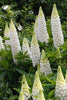 Lupin Gallery - 9cm Potted Plants - Perennials - Multi Listing