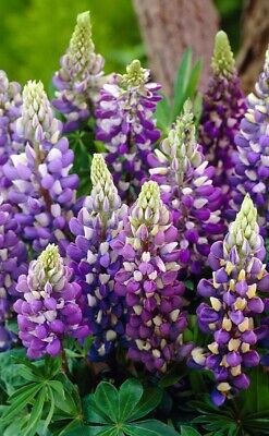 Lupin Gallery - 9cm Potted Plants - Perennials - Multi Listing