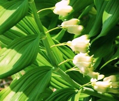 SOLOMON'S SEAL PLANT GORGEOUS Hardy perennial plant fast spreading