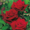 Rose Bush Deep Secret - Floribunda Red Hybrid Tea Rose in a 3L Pot