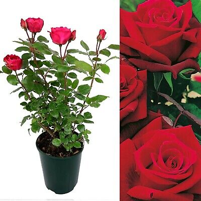 Rose Bush Deep Secret - Floribunda Red Hybrid Tea Rose in a 3L Pot