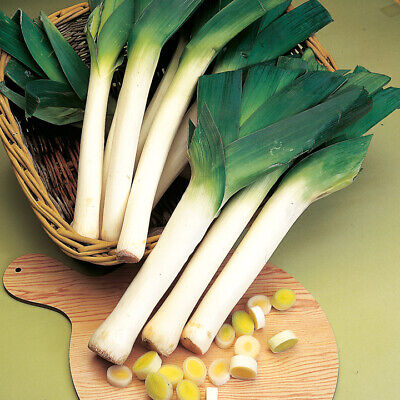 Suttons Leek Seeds Musselburgh Winter Hardy Mild Leeks Approx 350 seeds