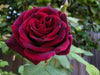 Rose Bush Deep Secret - Floribunda Red Hybrid Tea Rose in a 3L Pot