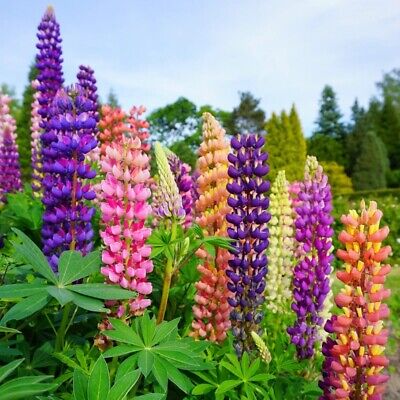 20 Scottish Lupin Mixed Seeds Festival Mix Purple Red Yellow