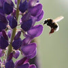 20 Scottish Lupin Mixed Seeds Festival Mix Purple Red Yellow