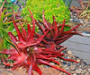 ALOE CAMERONII - Red Aloe Vera - 10 x Herbal Succulent Plant Seeds
