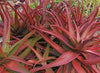 ALOE CAMERONII - Red Aloe Vera - 10 x Herbal Succulent Plant Seeds