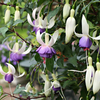 Fuchsia Deltas Sarah | Colourful Outdoor Garden Ready Potted Hardy Shrubs Plants