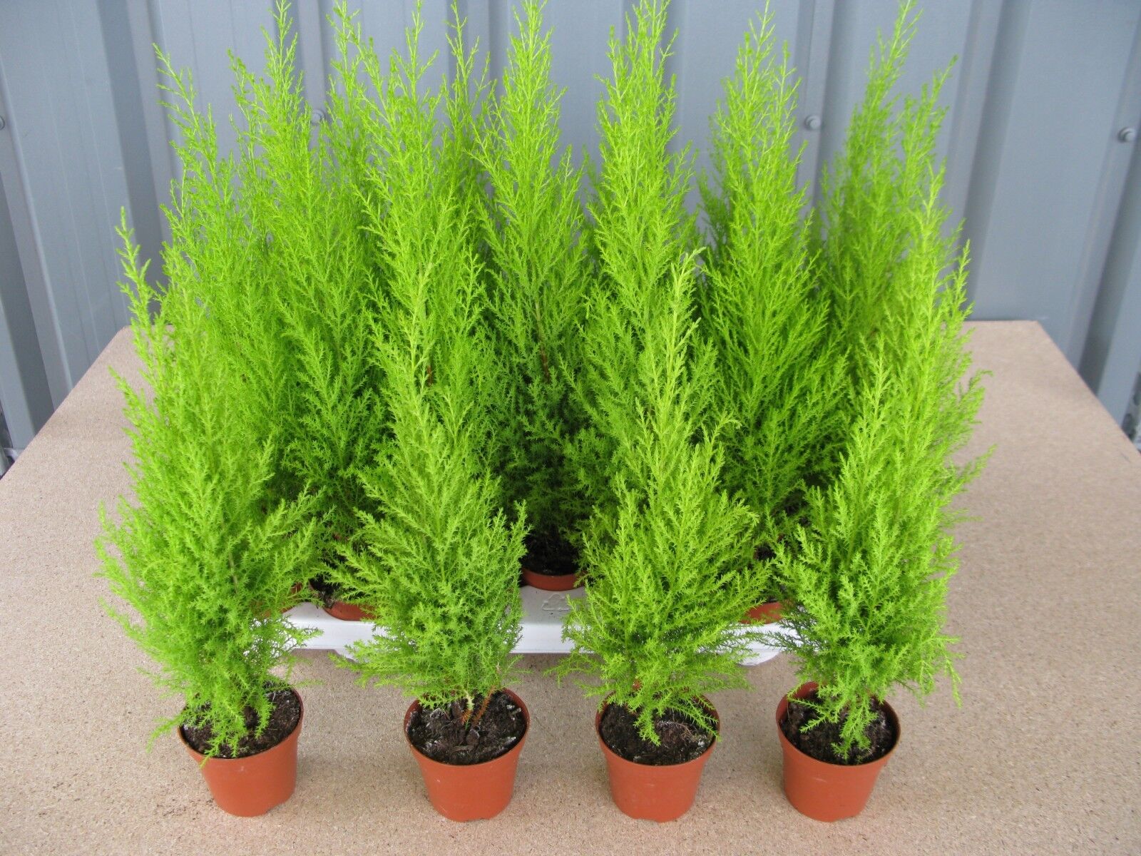 Cupressus Wilma Goldcrest/Golden Evergreen Conifer 9 cm Pot 1 Singular plant