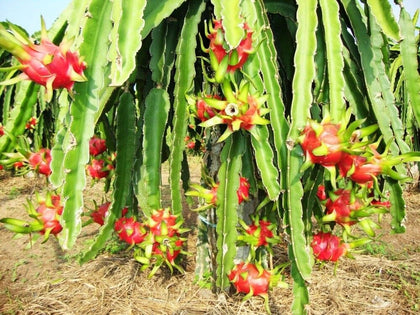 Red Dwarf Pitaya Dragon Fruit Seeds, Cactus Garden Plant, Juicy and delicious 20 Seeds