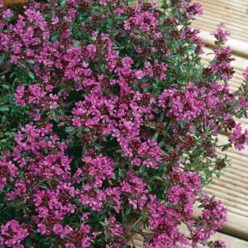 Thyme 'Creeping Red' Medium Plug Plants x 4. Common Herb. Ground Cover.