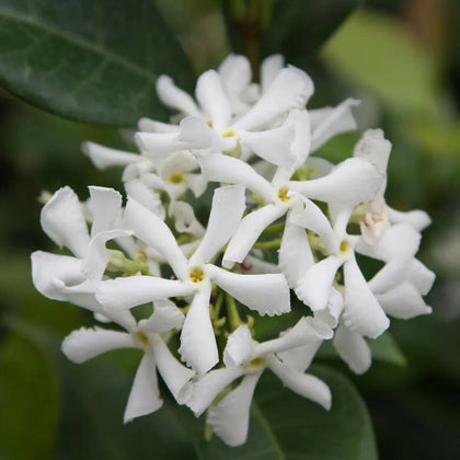 Trachelospermum jasminoides Japonicum-Star Jasmine Plant in 9 cm pot