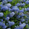 Ceanothus Victoria Tree | Potted California Wild Lilac Trees 70-80cm