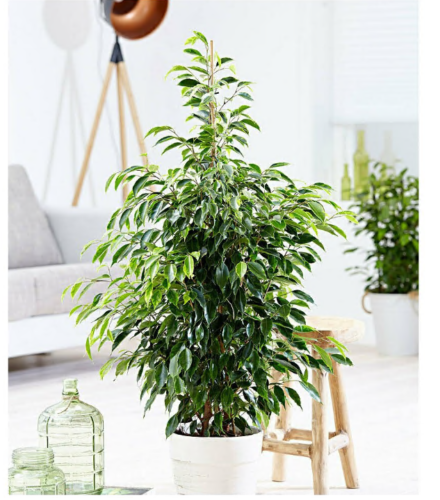 UK Weeping Fig Ficus Benjamina Exotica Plant Tree Houseplant in Pot 90cm Tall