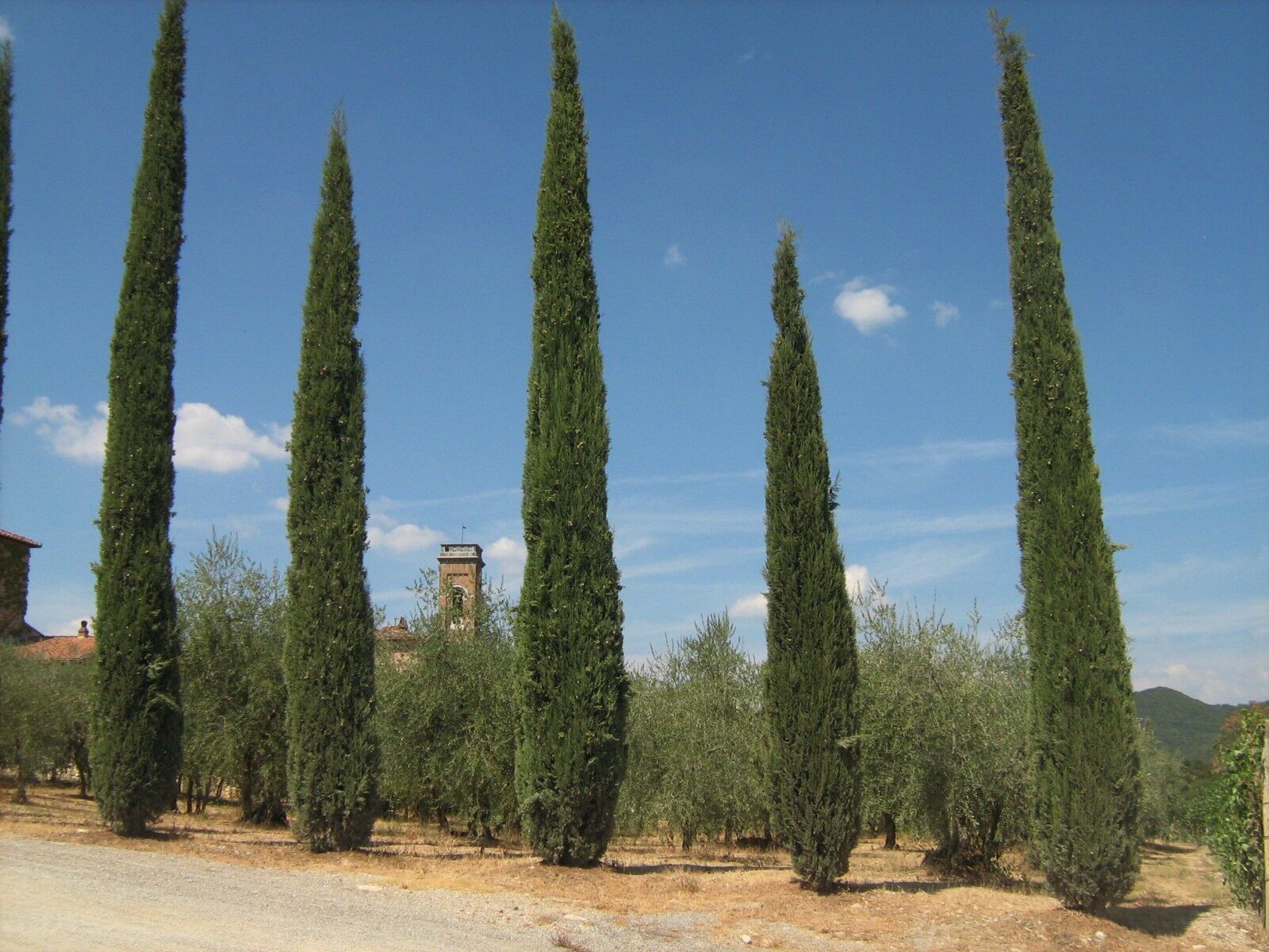 Italian Cypress Tree Seeds - Strata Cupressus Sempervirens - Viable Seeds - UK