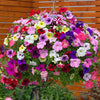 50 Trailing Petunia Colourful Mix Seeds Hanging Basket Window Box Planter Flower