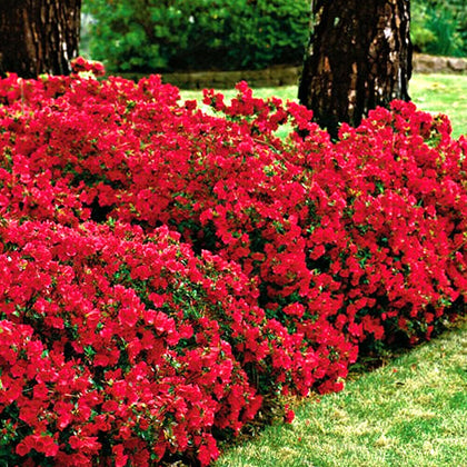 1 X RED AZALEA JAPANESE EVERGREEN SHRUB HARDY GARDEN PLANT IN POT