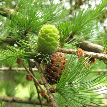 10 European Larch - Larix Eurolepsis - 40 - 60cm cell grown