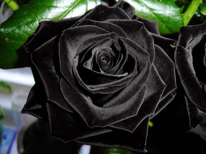Rare Black Rose Flower Seeds 20pcs