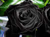 Rare Black Rose Flower Seeds 20pcs
