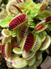 Giant Venus Fly Trap, Fresh Viable Seeds 10pcs