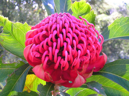 Waratah Shrub, Tropical,exotic plant! Telopea, RARE. Easy to grow, FRESH SEEDS