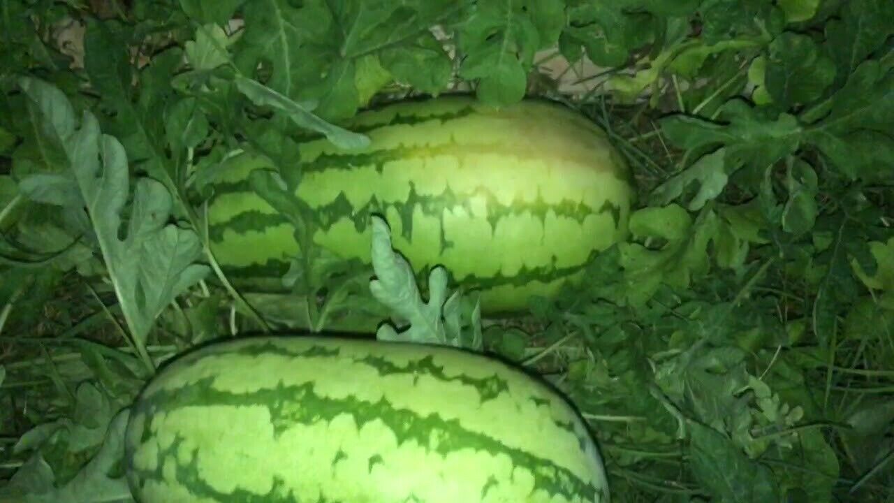 WATERMELON JUBILEE EXTRA LARGE VIABLE SEEDS