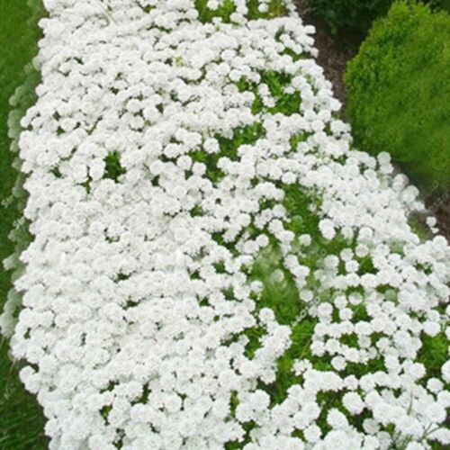 White Creeping Thyme Seeds – Gearcourt