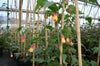 Abutilon Kentish Belle - Chinese lantern plant in 9 cm pot